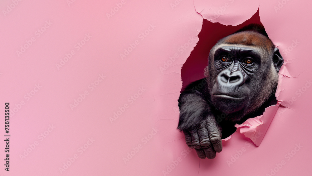 An evocative image of a gorilla thoughtfully looking through pink paper An evocative image of a gorilla thoughtfully looking through pink paper
