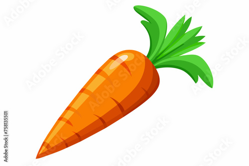 carrot vector illustration 