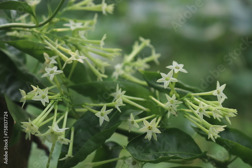  Flourishing Fragrance  A Visual Ode to Botanical Marvels 