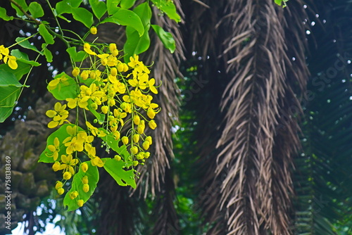  Flourishing Fragrance  A Visual Ode to Botanical Marvels 