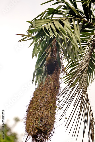 Russet-backed oropendola (Psarocolius angustifrons) nest hanging from a palm tree in the Cuyabeno Wildlife Reserve, outside of Lago Agrio, Ecuador © Angela