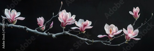 Beautiful blooming Magnolia branch, the arrival of spring