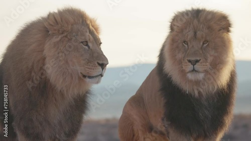 Amazing lions close up sitting together