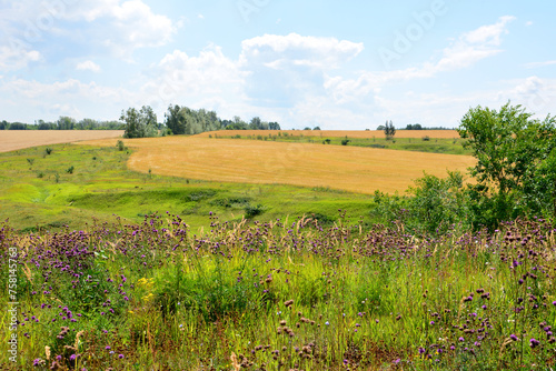 plain with green grass, blooming flowers and wheat fields copy space