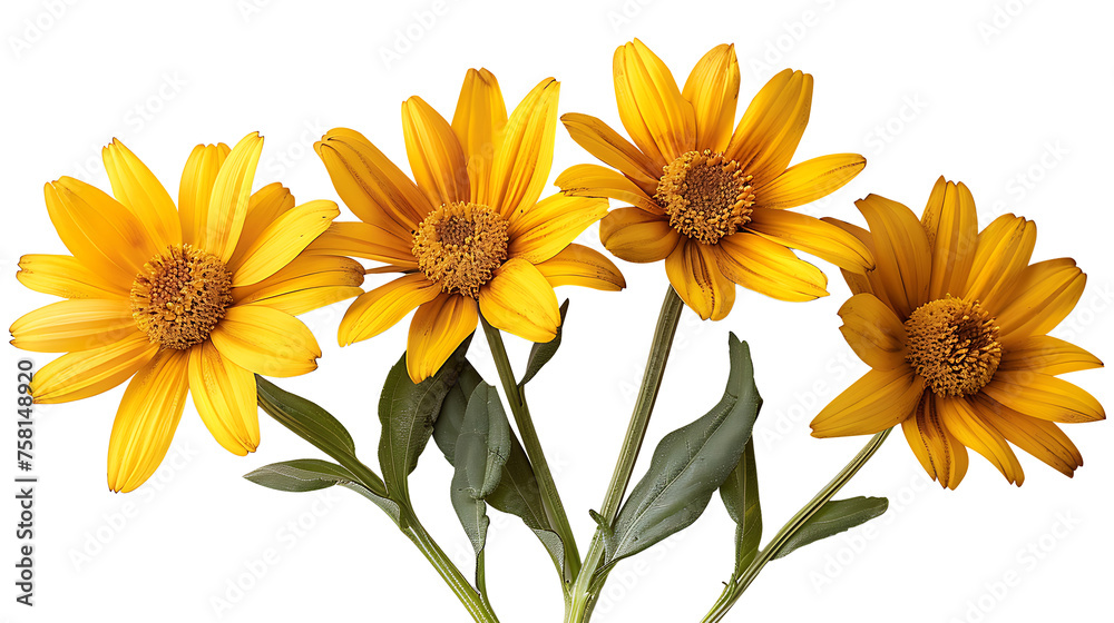 Arnica flowers on a transparent background