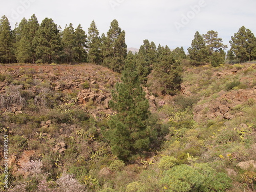 Barranco de la Mesa  San Miguel de Abona  Tenerife  Canary Islands  Spain 