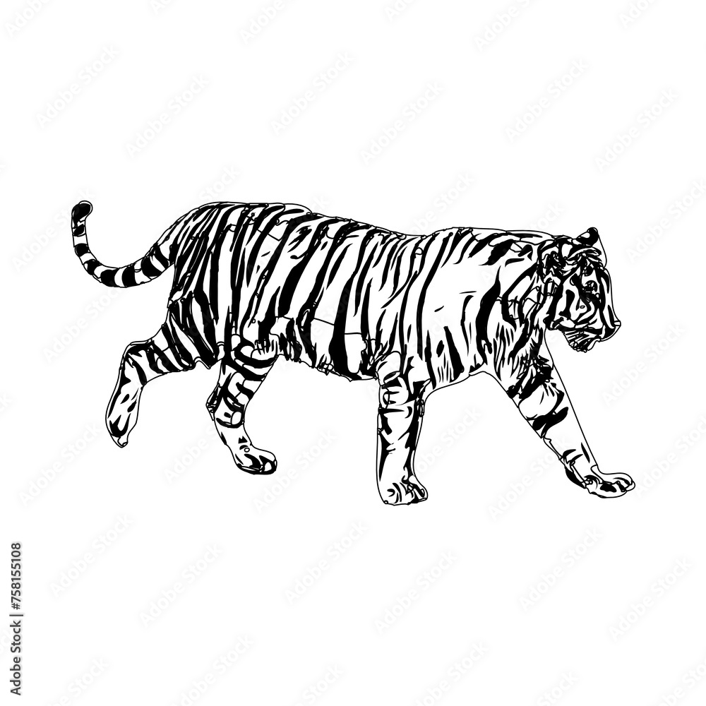 Tiger sketch with transparent background Tiger sketch with transparent background