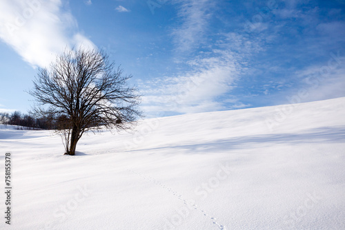 Isolated tree in winter season, nature background