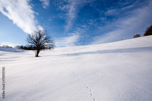 Isolated tree in winter season, nature background