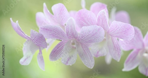 Orchid Dendrobium sp pink flower photo