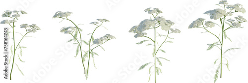 Achillea millefolium 4k png cutout photo