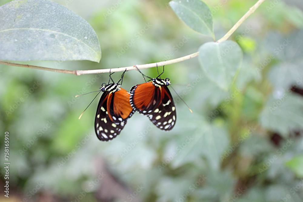 Obraz premium Accouplement de papillons