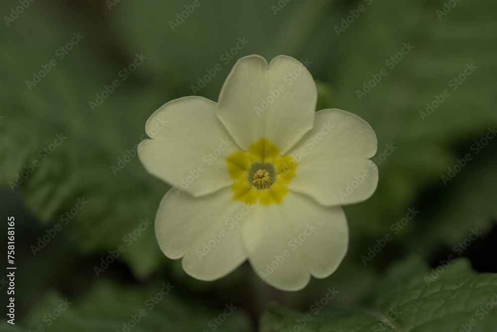 custom made wallpaper toronto digitalMale thrumb eye common primrose