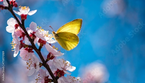 beautiful branch of flowering apricot tree with yellow butterfly in blue or violet spring light background macro blue neon color image nature banner with copy space