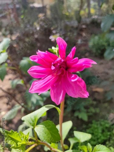 pink flower in the garden