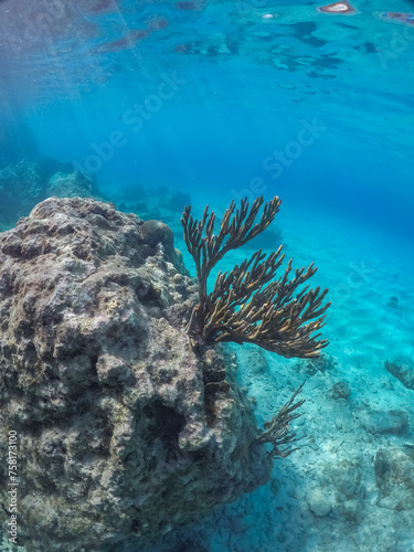 Snorkelling off the Caribbean Island of Curacao 