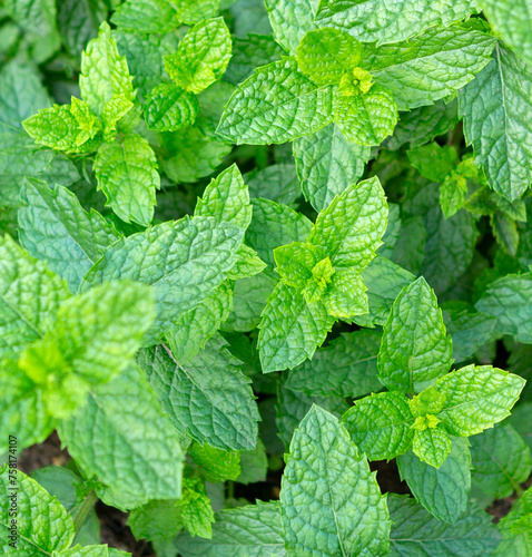 Mint leaves background. photo