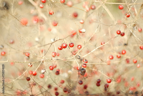 Close-up of dry yellow twigs of a bush with small red berries. Everything is illuminated by the warm sunset sun © Sana Baleia