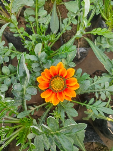 orange flower in the garden