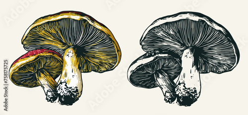 Forest mushrooms hand drawn vintage style vector illustration, Generative Ai