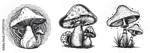 Forest mushrooms hand drawn vintage style vector illustration, Generative Ai