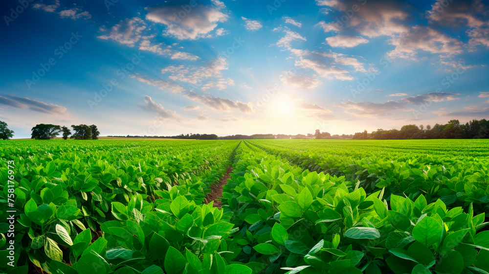 green tea field with blue sky green tea field with blue sky