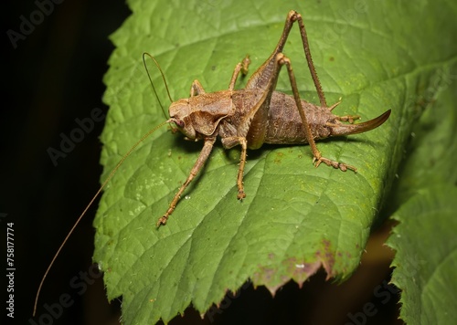 grasshopper dark bush-cricket Pholidoptera griseoaptera on a leaf © Tomas