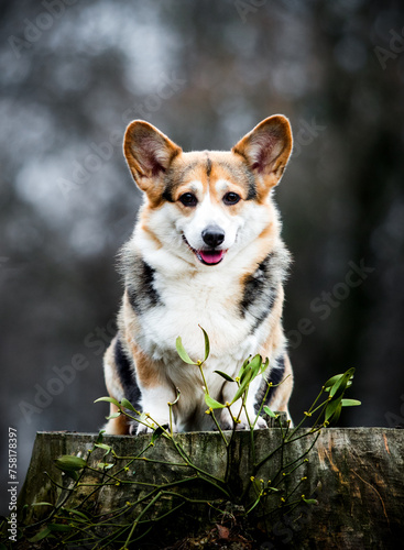adult welsh corgi dog sitting on a stump