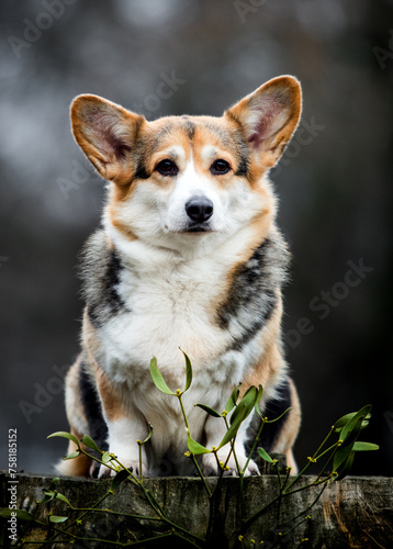corgi dog sitting on a tree stump