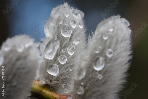 A delicate pussy willow crowned with sparkling drops of water shines like a jewel in the morning light. photo