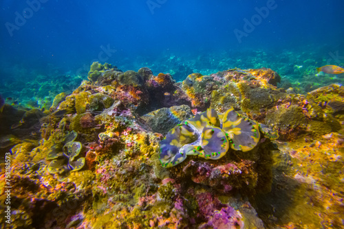 Many brown colorful tridacna clams and sea urchins on the coral reef underwater tropical exotic world.
