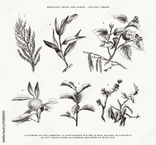 6 Vintage Botanical Line Art Illustrations - Tamarisk, Willow, Chestnut and More