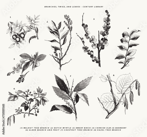 Branches, Twigs and Leave Line Art Botanical Illustrations - Walnut Tree Branch, Dutch Myrtle, Cornish Elm, Alder, Chestnut and more