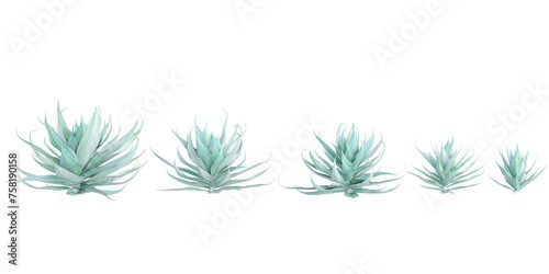Aloe-striata trees with transparent background, 3D rendering, for illustration, digital composition