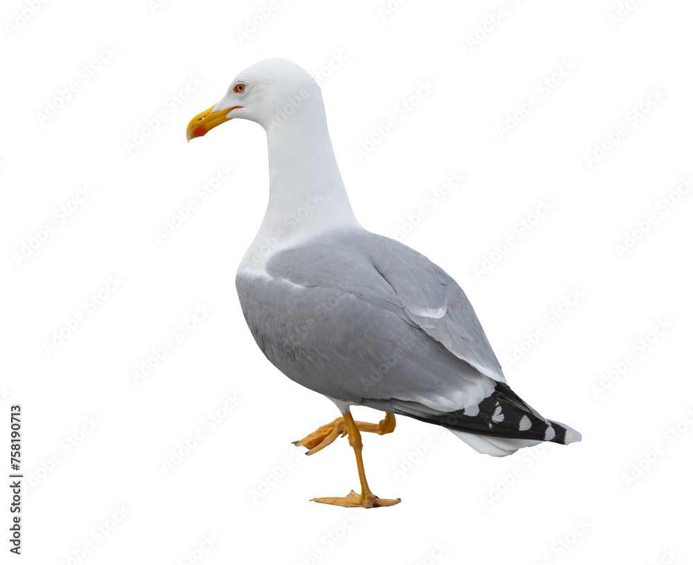 Fototapeta premium White and grey seagull