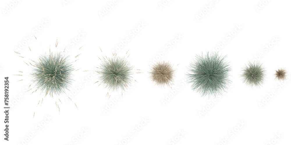 Isolated Blue oat grass on a white background from the top view