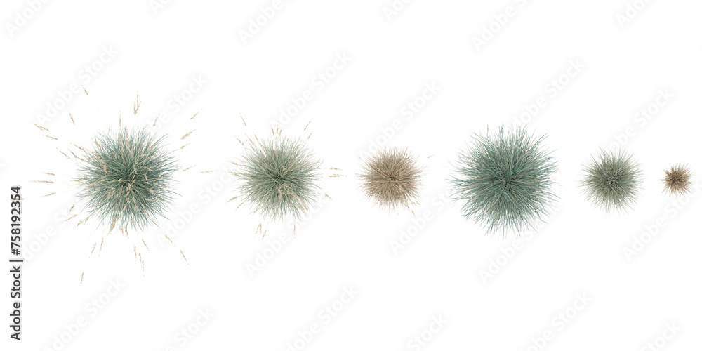 Obraz premium Isolated Blue oat grass on a white background from the top view