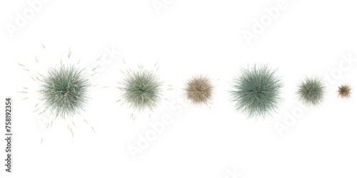 Isolated Blue oat grass on a white background from the top view
