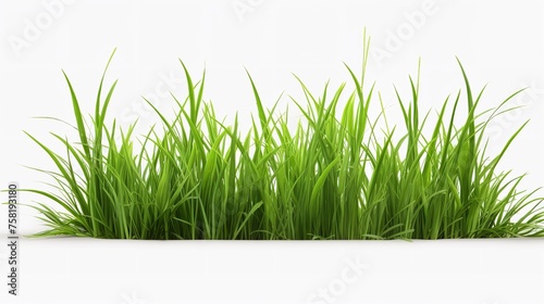 Green Fresh Lawn Grass Cut Out - 8K Resolution