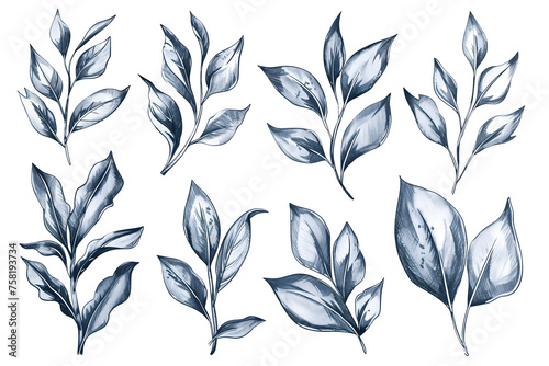 Collection Set of Watercolor Leaves Illustrations - Isolated on White Transparent Background PNG 