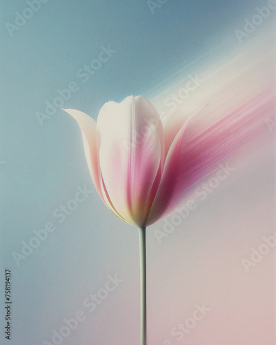 pink tulip flower (ID: 758194137)