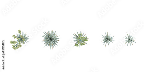 Top view of Aloe-striata trees with transparent background, 3D rendering, for illustration