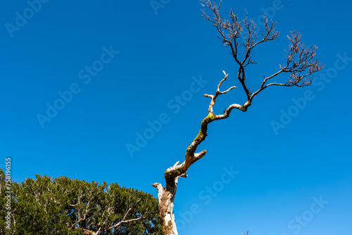 Dry laurel tree (Ocotea foetens) against clear blue sky. Ancient subtropical Laurissilva forest of Fanal, Madeira island, Portugal, Europe. Idyllic hiking trail on sunny day. Tranquil atmosphere photo