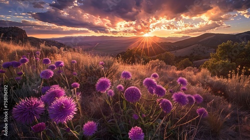 Vibrant sunset scene: wind-blown purple asters amidst northern new mexico's landscape photo