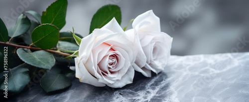 Two white roses lay on a marble surface of a monument or grave, laid down in memory, convey a message of remembrance and mourning on a subdued background