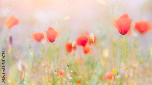 Gentle pastel flower background, banner - poppy field, watercolor