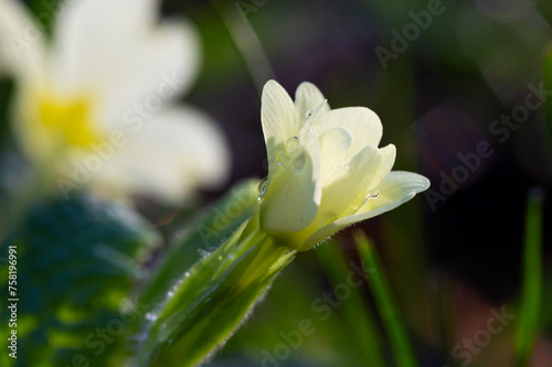 Jeune fleur de primevère en éclosion photo