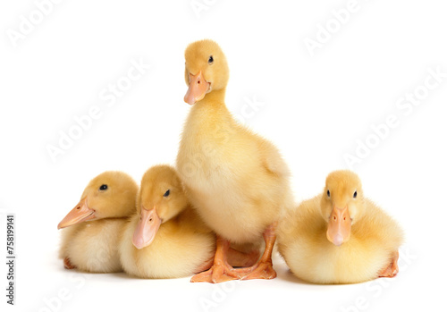 Cute ducklings stand, sit, lie in funny poses on a white background. Little yellow ducklings.