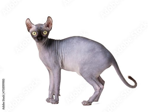 Purebred sphinx cat with elf ears isolated on white background