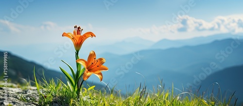 Solitary Blossom Blooms Amidst Harsh Rocky Terrain in a Serene Mountain Landscape